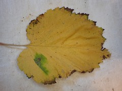 Stigmella floslactella