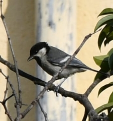 Parus cinereus