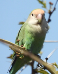 Agapornis roseicollis