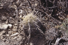 Thelocactus bicolor bicolor