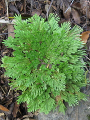Selaginella pilifera