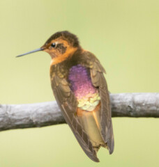 Aglaeactis cupripennis