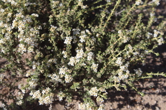Acantholippia seriphioides