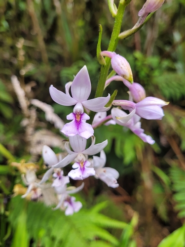 Image of Calanthe sylvatica by (c) Roland Godon, some rights reserved (CC BY)