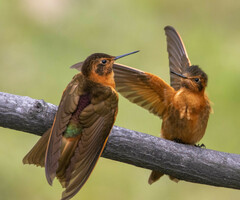 Aglaeactis cupripennis