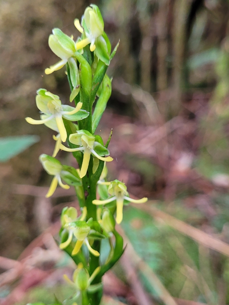 Habenaria praealta