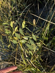 Lathyrus japonicus