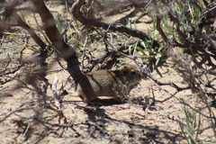 Microcavia australis