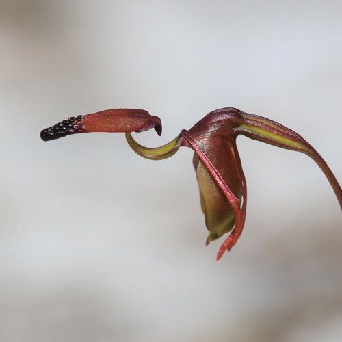 Image of Caleana disjuncta by (c) Hugo Innes, some rights reserved (CC BY)