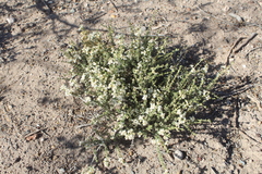 Acantholippia seriphioides