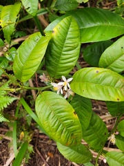 Rutaceae