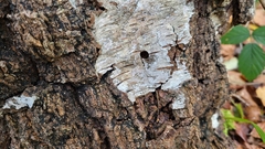Synanthedon scoliaeformis