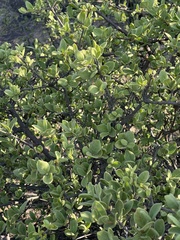 Vangueria parvifolia