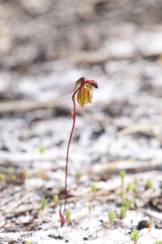 Image of Caleana disjuncta by (c) Hugo Innes, some rights reserved (CC BY)