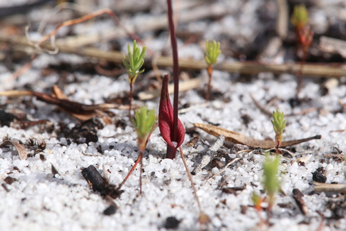 Image of Caleana disjuncta by (c) Hugo Innes, some rights reserved (CC BY)
