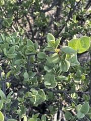 Vangueria parvifolia