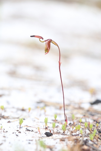 Image of Caleana disjuncta by (c) Hugo Innes, some rights reserved (CC BY)