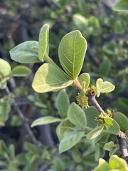 Vangueria parvifolia