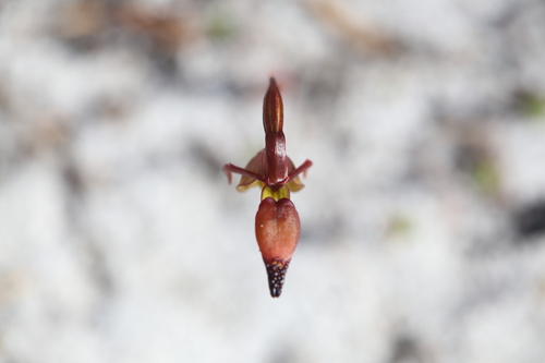 Image of Caleana disjuncta by (c) Hugo Innes, some rights reserved (CC BY)