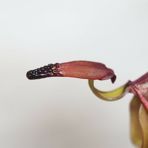 Image of Caleana disjuncta by (c) Hugo Innes, some rights reserved (CC BY)