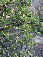 Vangueria parvifolia