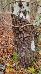 Synanthedon scoliaeformis