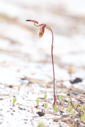 Image of Caleana disjuncta by (c) Hugo Innes, some rights reserved (CC BY)