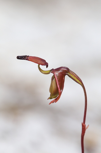 Image of Caleana disjuncta by (c) Hugo Innes, some rights reserved (CC BY)