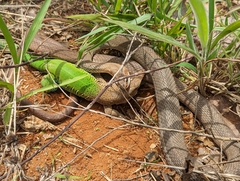 Philodryas nattereri