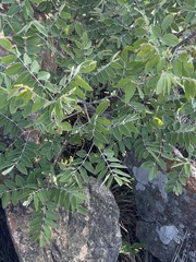 Lannea discolor
