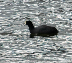 Fulica ardesiaca