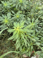 Amaranthus tuberculatus