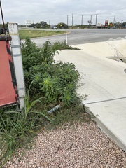 Amaranthus tuberculatus