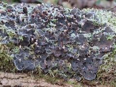 Peltigera praetextata