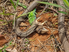 Philodryas nattereri