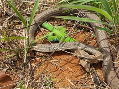 Philodryas nattereri