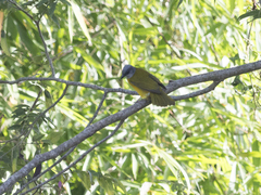 Eucometis penicillata