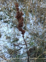 Rumex pseudonatronatus
