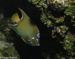 Holacanthus ciliaris