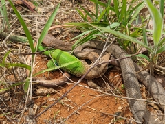 Philodryas nattereri