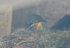 Oreotrochilus chimborazo