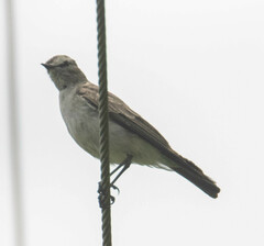 Muscisaxicola alpinus