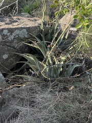 Aloe cryptopoda