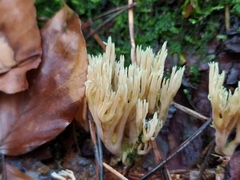 Ramaria apiculata
