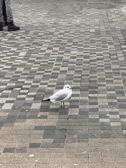 Chroicocephalus ridibundus