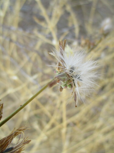 Image of Launaea intybacea by no rights reserved