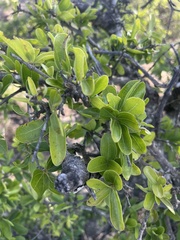 Strychnos madagascariensis