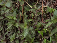 Alternanthera brasiliana