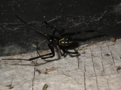 Latrodectus hesperus