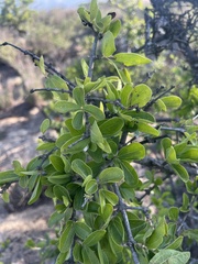 Strychnos madagascariensis
